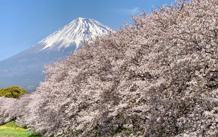 龍巌淵の桜（イメージ）