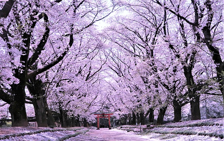 東蕗田天満社（イメージ）