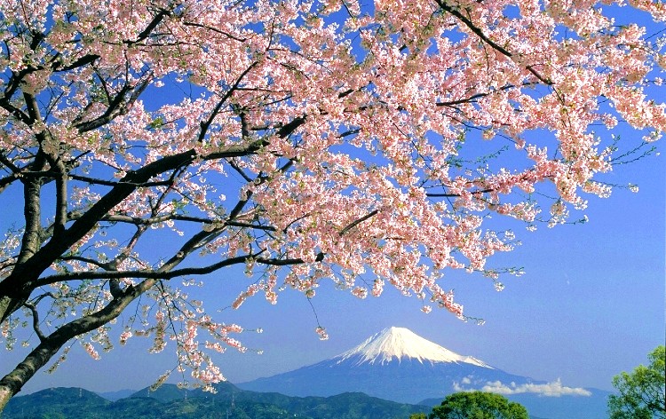 日本平からの富士と桜(イメージ)