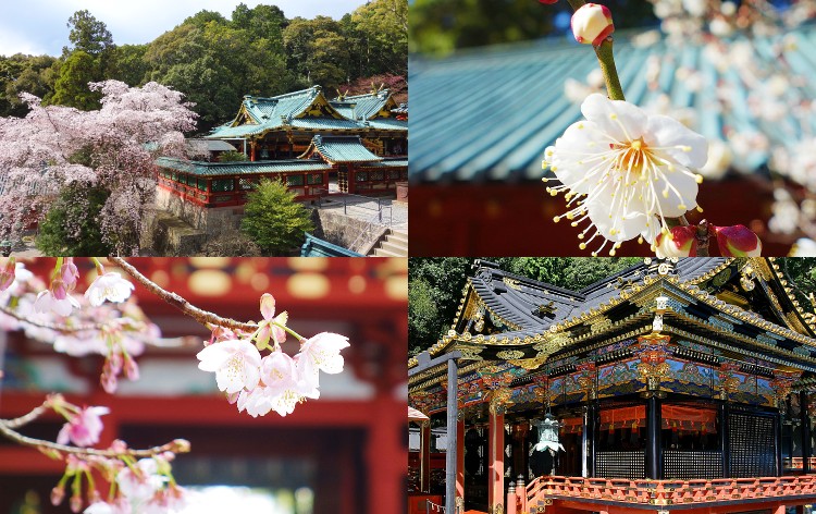 久能山東照宮と桜（イメージ）写真提供：久能山東照宮