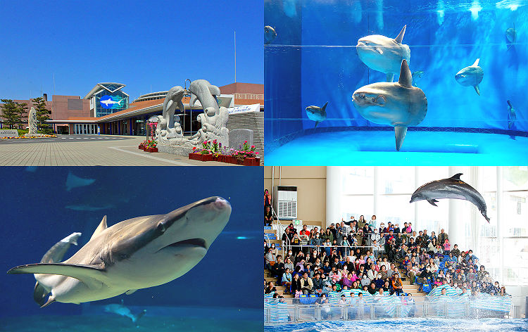 アクアワールド茨城県大洗水族館（イメージ）