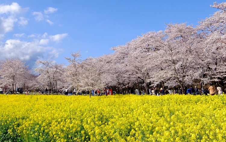 赤城南面千本桜（イメージ）