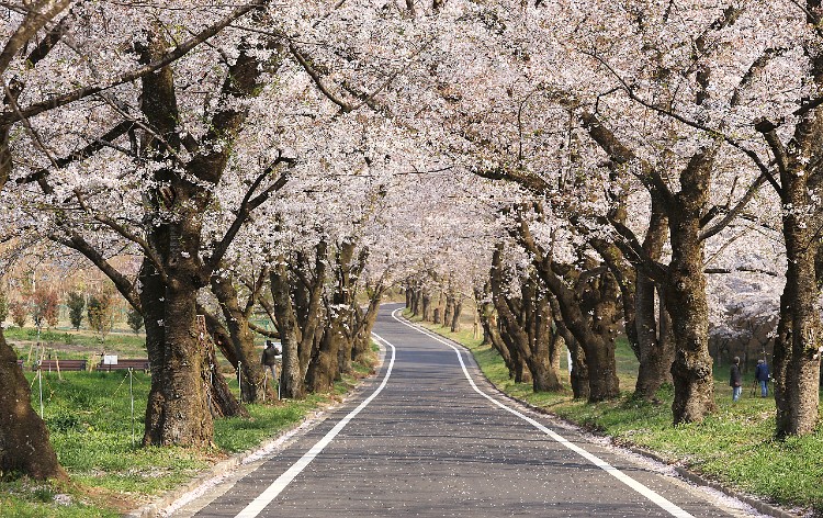 赤城南面千本桜（イメージ）