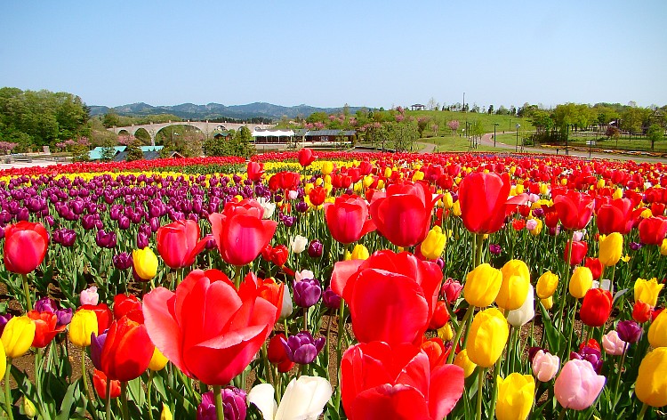 国営越後丘陵公園（イメージ）