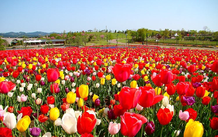 国営越後丘陵公園（イメージ）