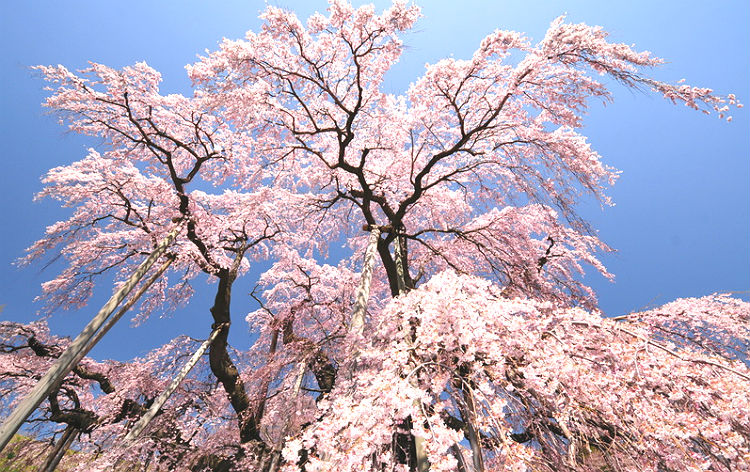 三春滝桜（イメージ）