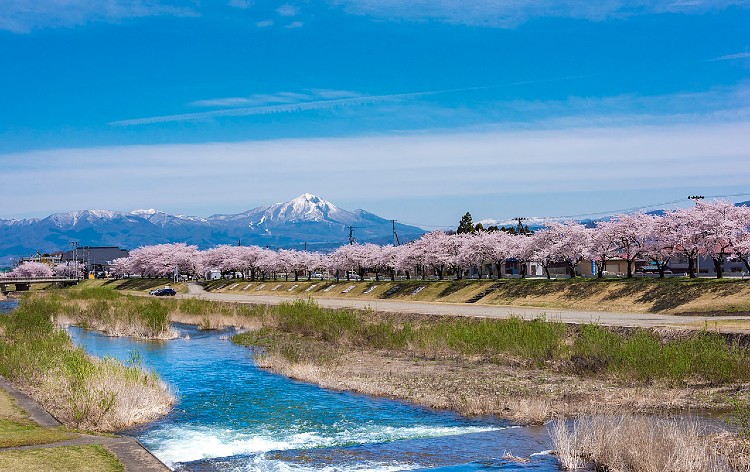 宮川千本桜（イメージ）