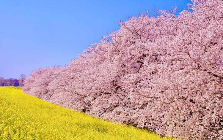 熊谷桜堤（イメージ）