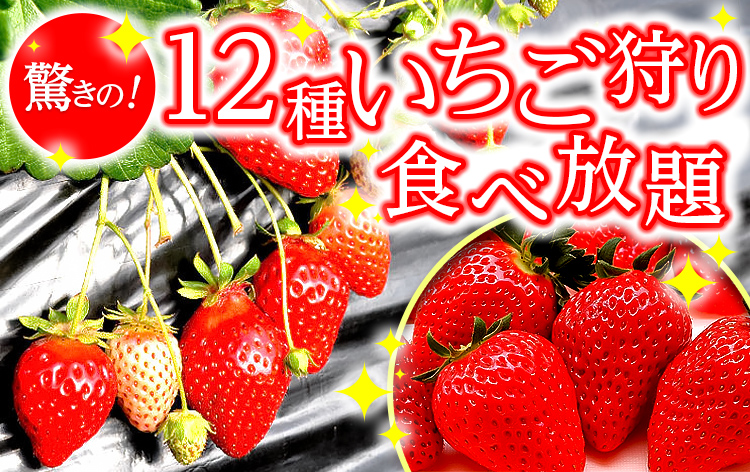 驚きの12種いちご狩り食べ放題（イメージ）