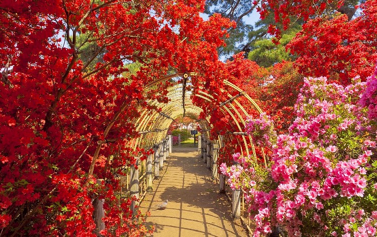 館林市つつじが岡公園（イメージ）