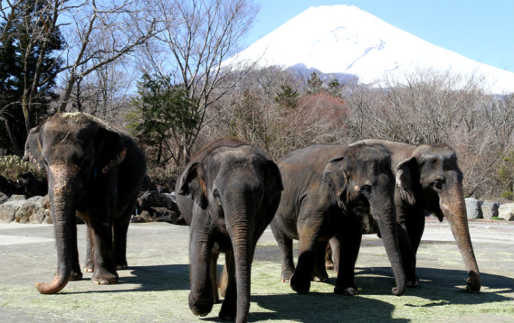 横浜発 大迫力 富士サファリパークと地ビール飲み放題付 御殿場高原ランチバイキング 御殿場プレミアム アウトレット His 首都圏発