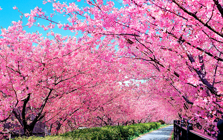 東京発 伊豆の春旅 華やかな桜のトンネル 河津桜観賞と伊豆の恵み 宝箱ランチ いちご狩り食べ放題 His 首都圏発