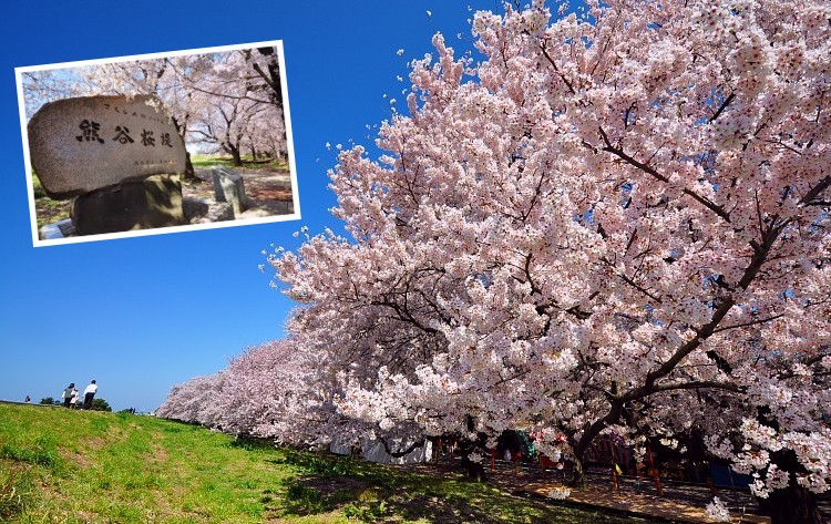 新宿発 まるで薄紅色の雲海 日本さくら名所100選 熊谷桜堤 と 帝松 松風庵 絶品しゃぶしゃぶランチ いちご狩り食べ放題 His 首都圏発