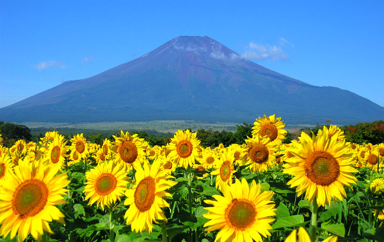 山中湖花の都公園（イメージ）