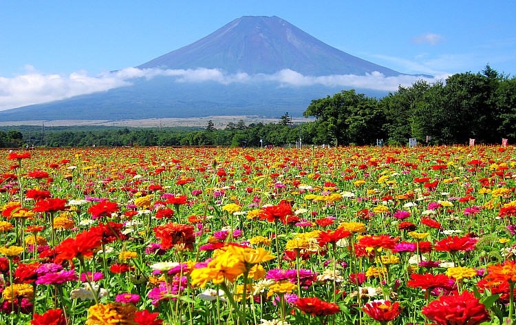 山中湖花の都公園・百日草（イメージ）