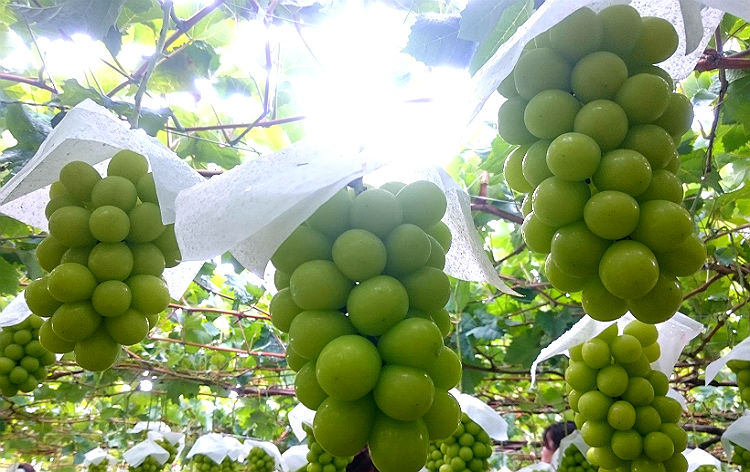 シャインマスカット狩り食べ放題（イメージ）