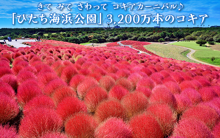 西船橋発 真っ赤に染まる一面の秋景色 ひたち海浜公園 コキアカーニバル と常陸牛100 プレミアムハンバーグ 梨狩り食べ放題 ベストワンバスツアー