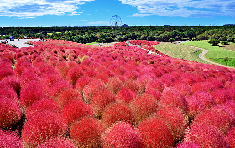 新横浜発 真っ赤に染まる一面の秋景色 ひたち海浜公園 コキアカーニバル と常陸牛100 プレミアムハンバーグ 梨狩り食べ放題 His 首都圏発