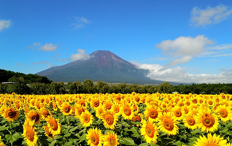 山中湖花の都公園（イメージ）