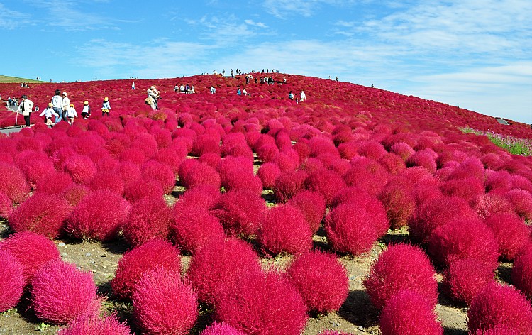 東京発 ふわもこコキア イルミの絶景 ひたち海浜公園とあしかが500万球の フラワーファンタジー 日光高原牛 やんちゃ豚bbq食べ放題 格安ベストワンバスツアー