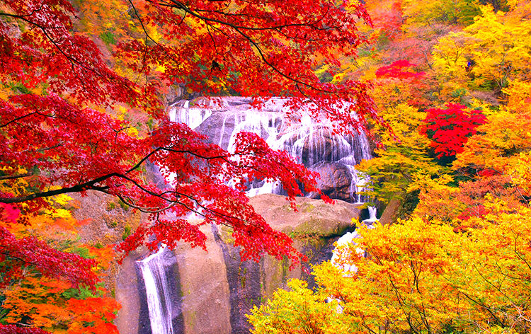 東京発 茨城の紅葉名所 日本三名瀑 袋田の滝 紅葉彩る渓谷美 竜神大吊橋 へ 常陸を染める紅葉めぐり His 首都圏発