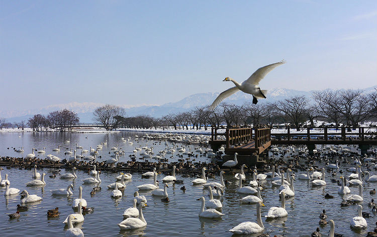 白鳥の飛来地「瓢湖」（イメージ）