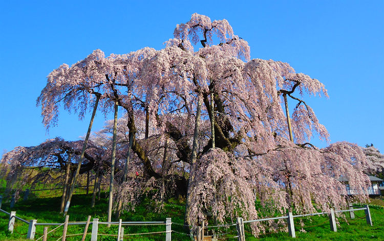 三春滝桜（イメージ）