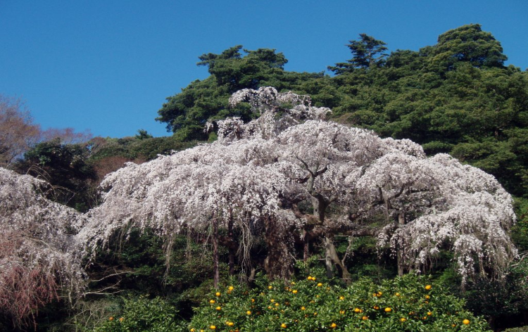 紹太寺のしだれ桜（イメージ）