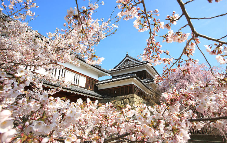 桜の咲く、真田上田城