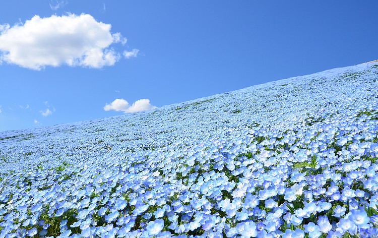 横浜発 1度見てみたかった青の絶景 約530万本のひたち海浜公園 ネモフィラの丘 あみプレミアム アウトレット His 首都圏発