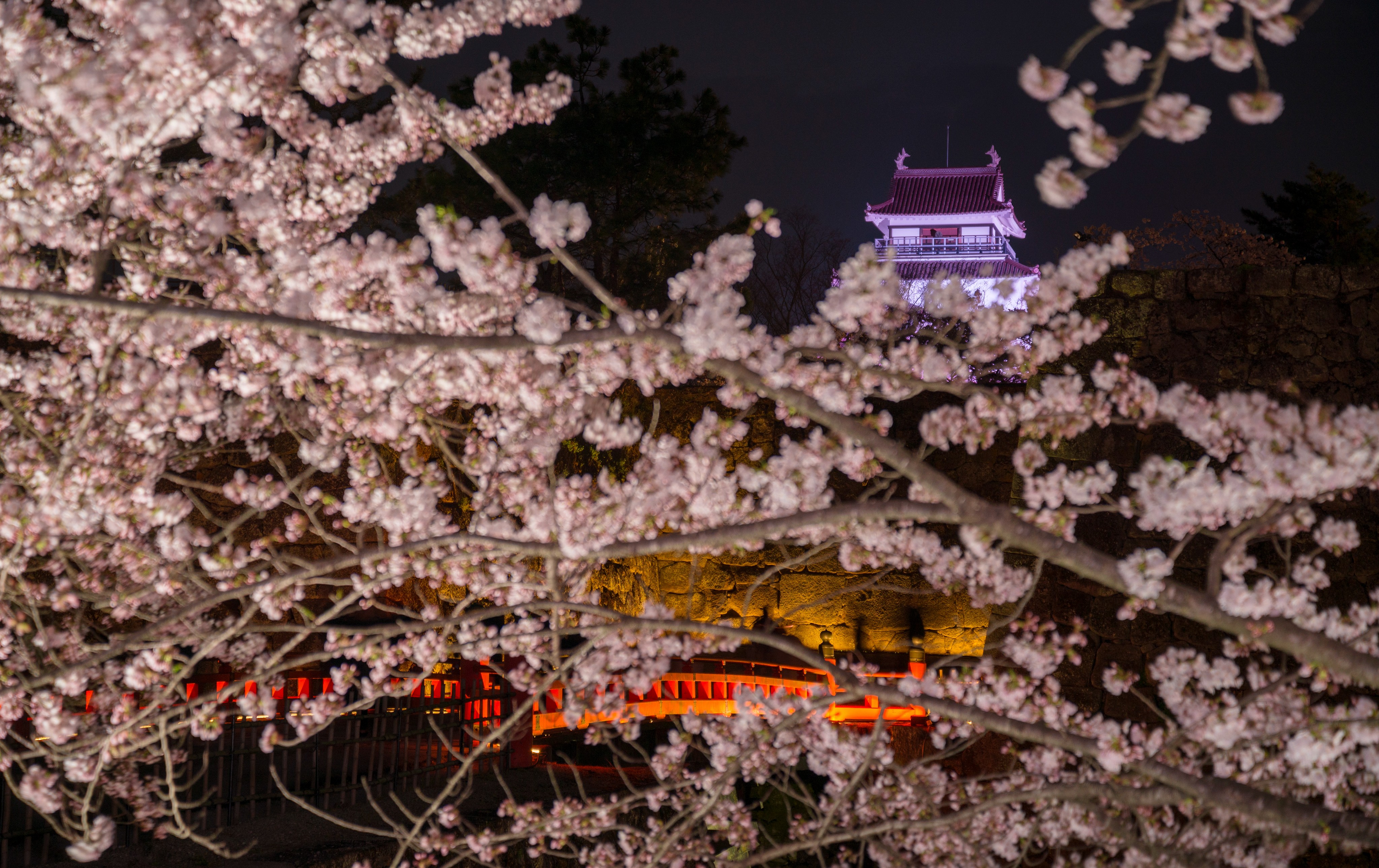 新宿[都庁]発】豪華絢爛！あしかが「ふじのはな物語」・日中線しだれ桜