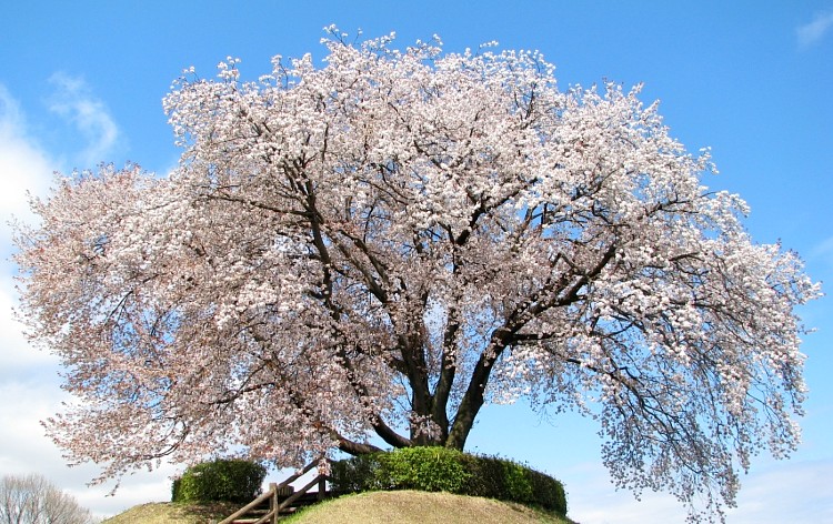 樹齢約170年「つがの里桜」（イメージ）