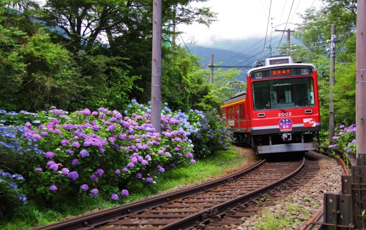 箱根登山鉄道「あじさい電車」（イメージ）