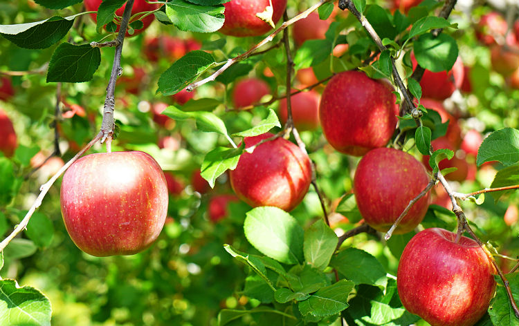 りんご狩り食べ放題（10月中旬～：イメージ）