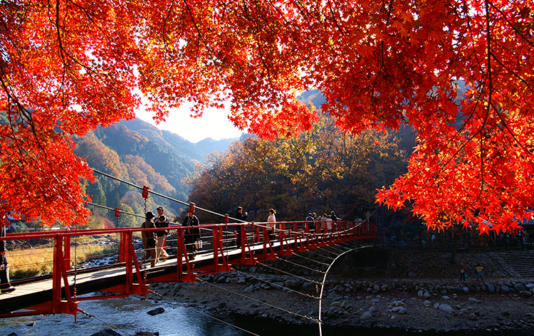 秋の香嵐渓（イメージ）