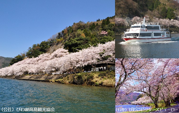 海津大崎の桜と桜花見船（4月頃撮影イメージ）