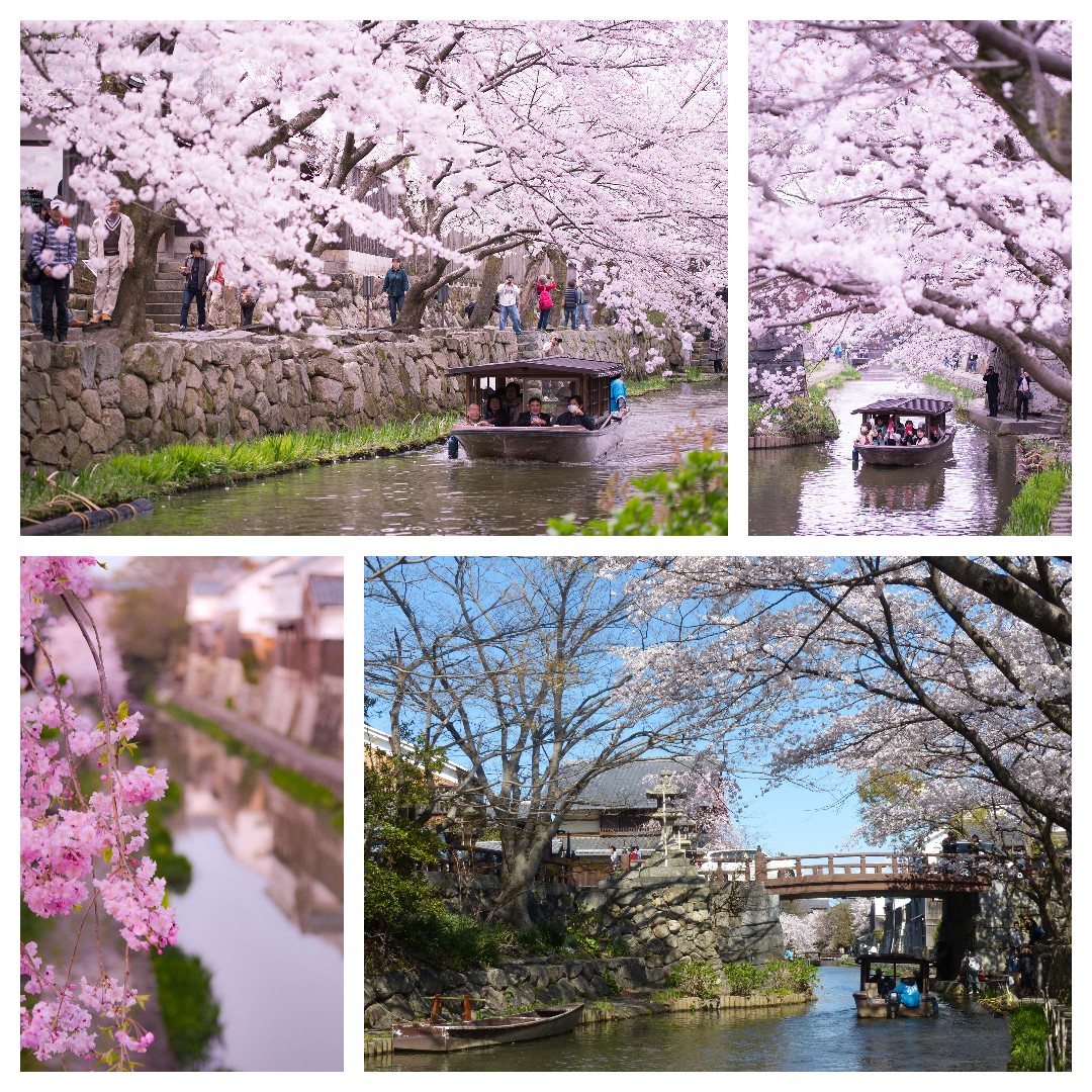 近江八幡堀の桜（4月頃撮影イメージ）（公社）びわこビジターズビューロー