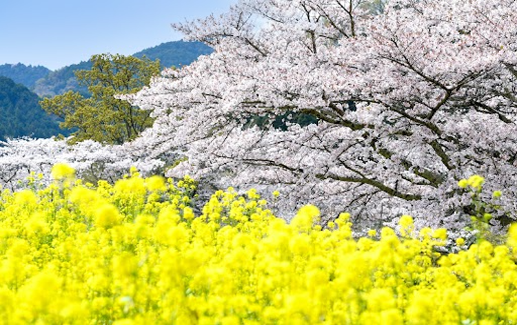 欲しいの 石舞台の桜 風景写真 jsu.osubb.ro