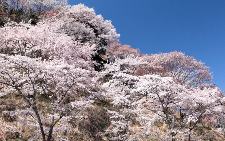 春旅スーパーセール」春爛漫♪ 『120分滞在！吉野山千本桜と明日香村のサクラ＆菜の花 | 格安ベストワンバスツアー