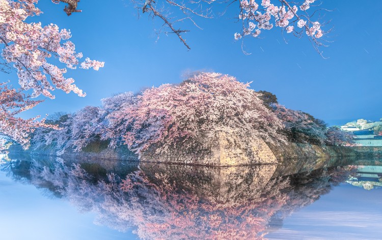 彦根城の桜（4月頃撮影イメージ）写真提供：公益社団法人 彦根観光協会