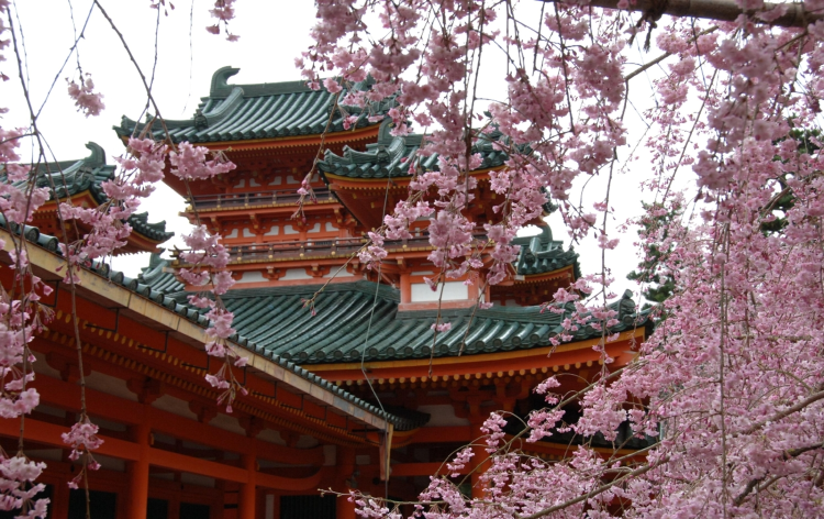 平安神宮 桜 (イメージ) 画像提供：平安神宮