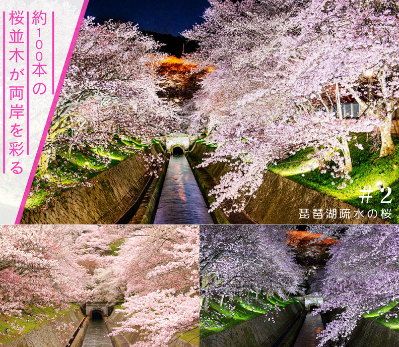 琵琶湖疏水の桜(イメージ)