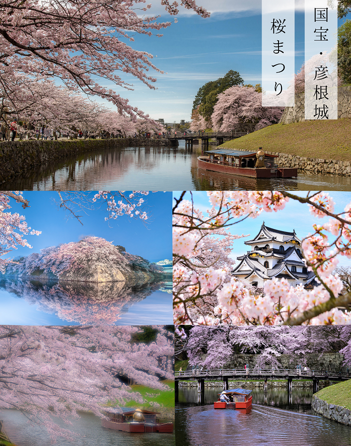 彦根城と桜（4月頃撮影イメージ）写真提供：（公社）びわこビジターズビューロー