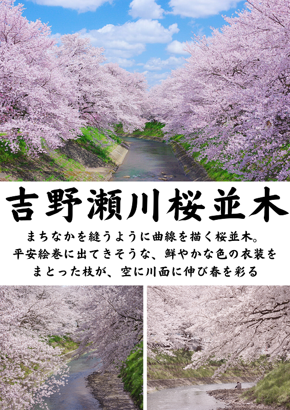 吉野瀬川の桜（イメージ） 提供：一般社団法人越前市観光協会