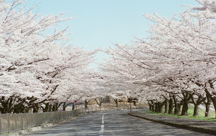 養老公園の桜（イメージ）