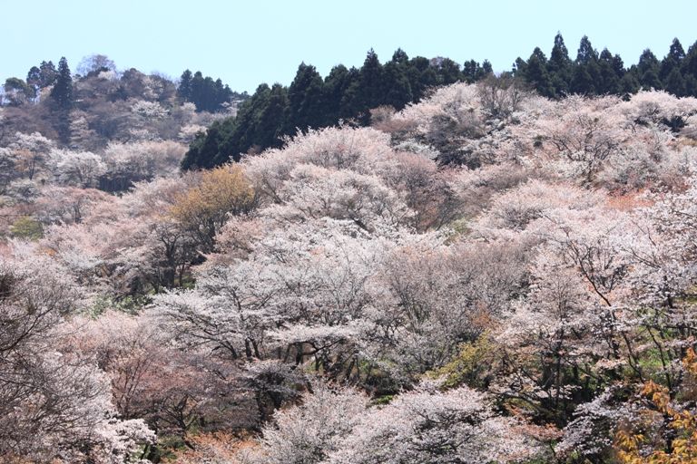 吉野の桜上千本エリア（イメージ）写真提供：一般財団法人奈良県ビジターズビューロー