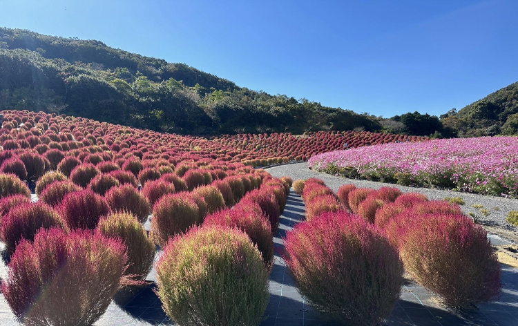 志摩市観光農園 (イメージ)　