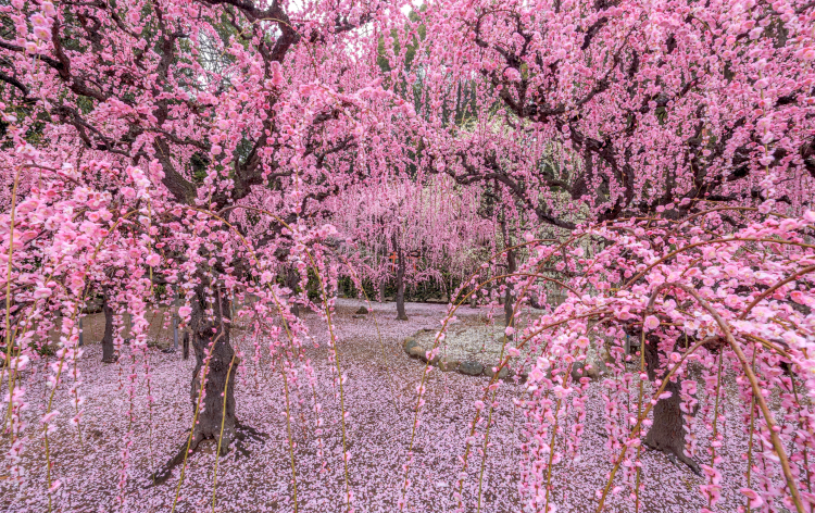 結城神社 (梅 イメージ)