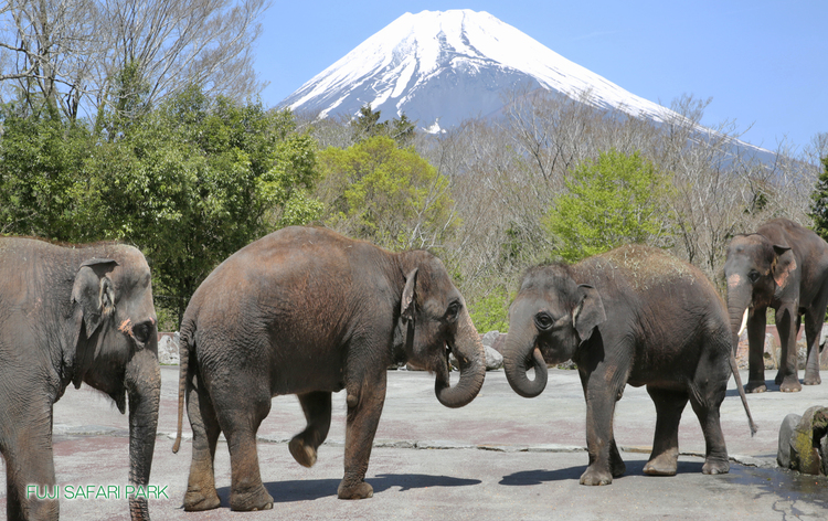 富士サファリパーク（イメージ）