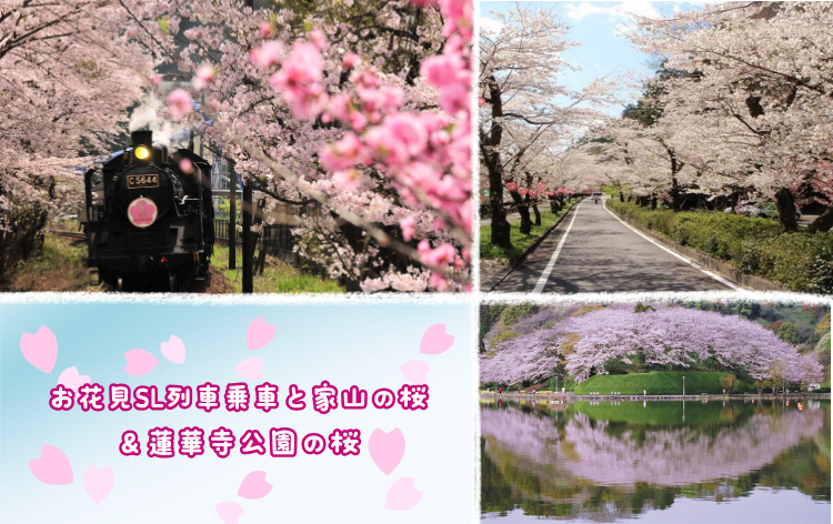 大井川鐡道と家山駅の桜（イメージ）と蓮華寺池公園の桜（イメージ・写真提供:静岡県観光協会）